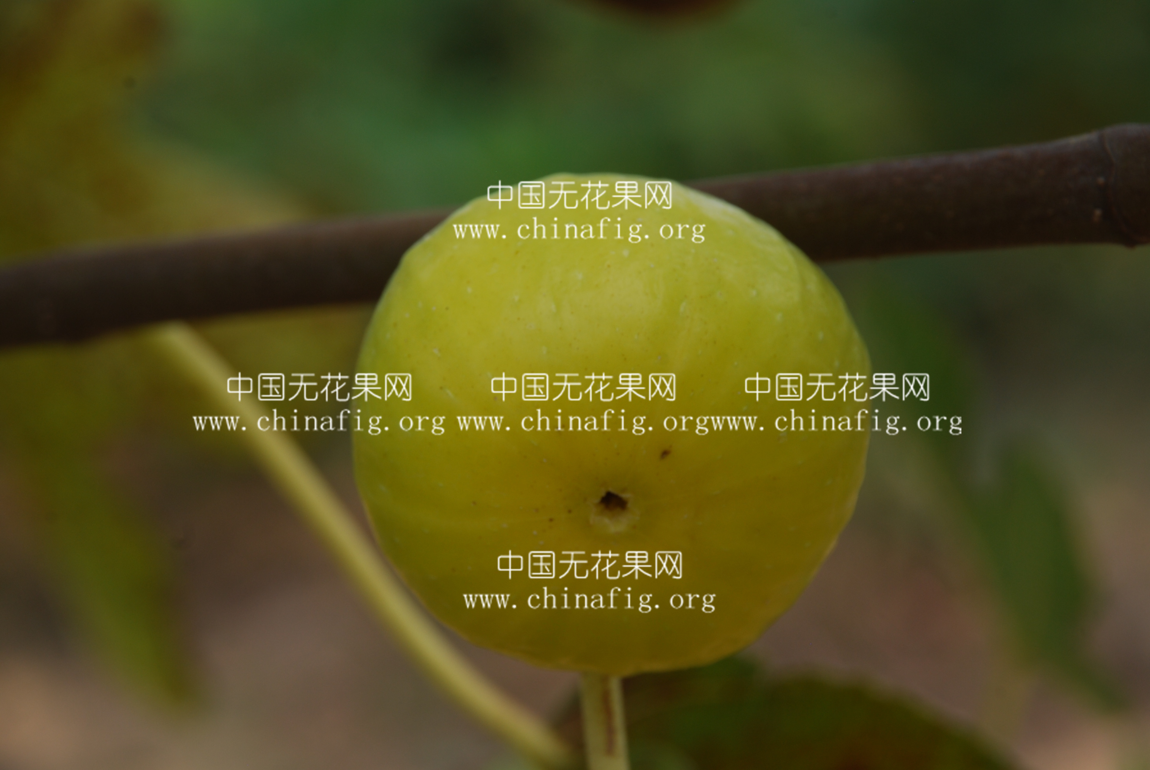 金傲芬